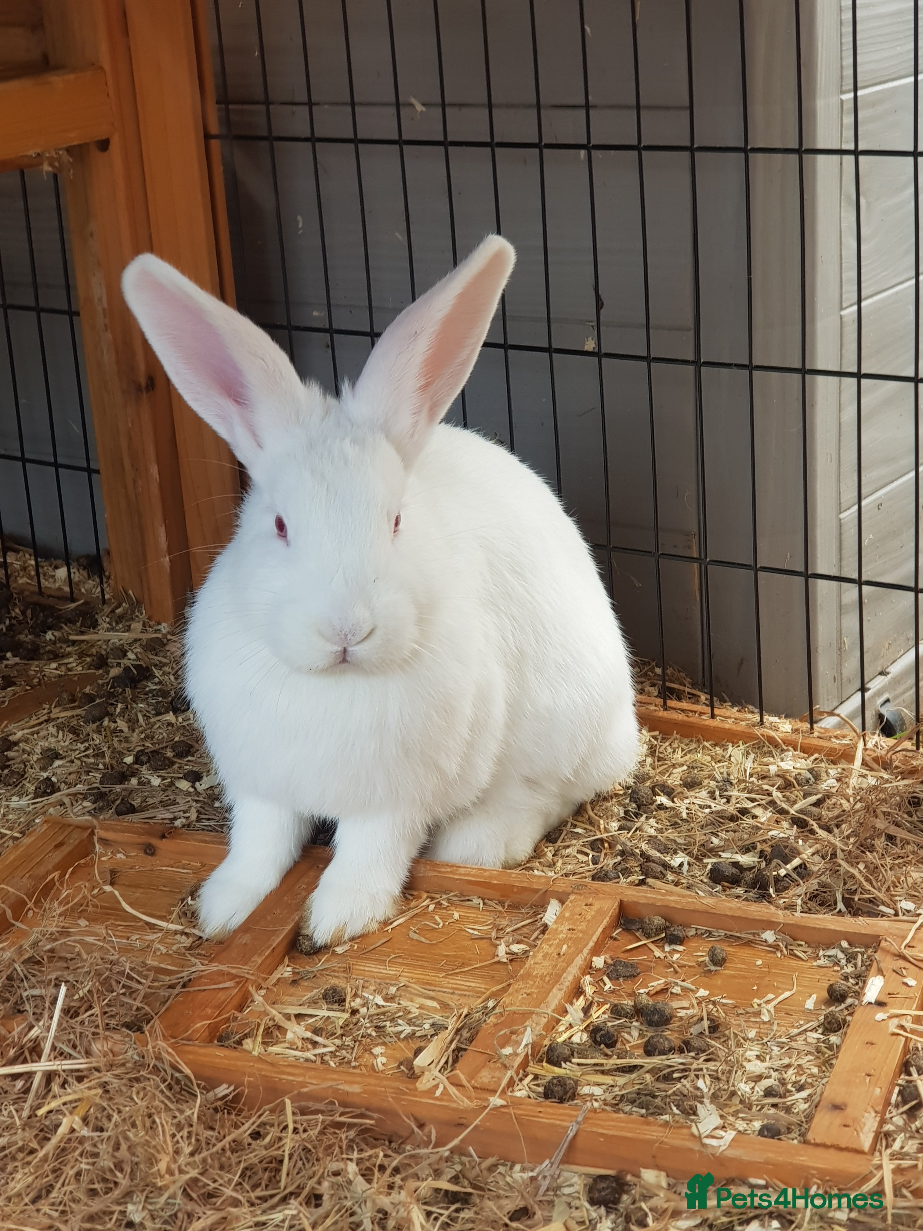 New Zealand rabbits Gorgeous New Zealand White Bunnies - Advert 9