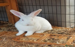 New Zealand rabbits for sale: Gorgeous New Zealand White Bunnies - Image 1