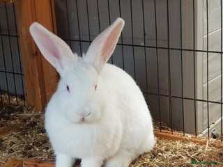 New Zealand rabbits - Advert 1