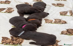 Labrador Retriever dogs for sale: Chunky chocolate labradors  - Image 15