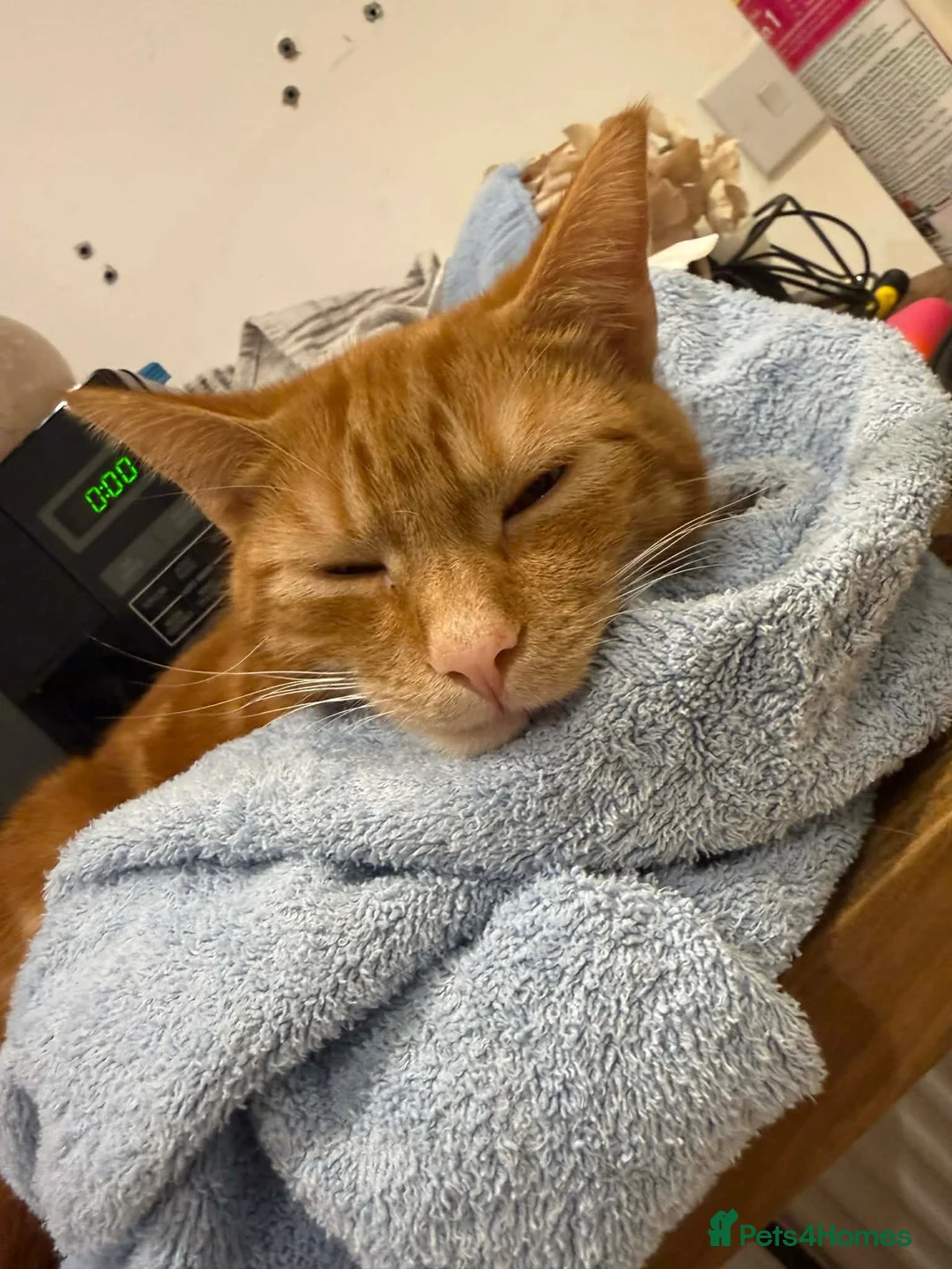Mixed Breed cats for sale: Female ginger cat in Coventry - Advert 2