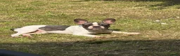 French Bulldog dogs for sale: Beautiful french bulldog - Advert 6