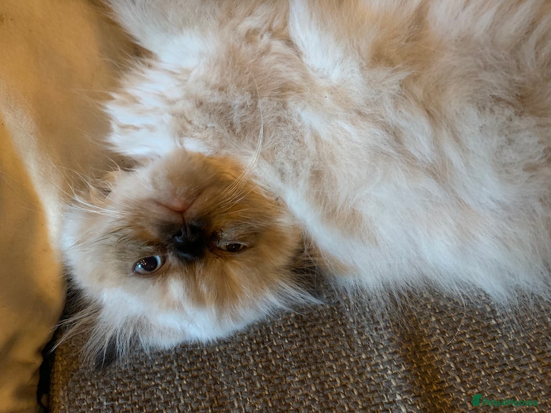 Persian cats for sale: Persian cross exotic  - Image 3