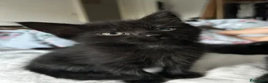 Mixed Breed 2
