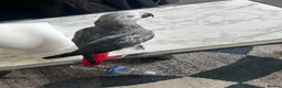 Parrots birds for sale: African grey Parrot - Advert 3