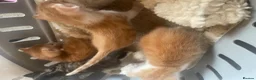 Mixed Breed cats for sale: 3 kittens  in Gateshead - Advert 5