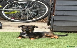 Mixed Breed dogs for sale: Dachshund cross Pekingese  - Image 3