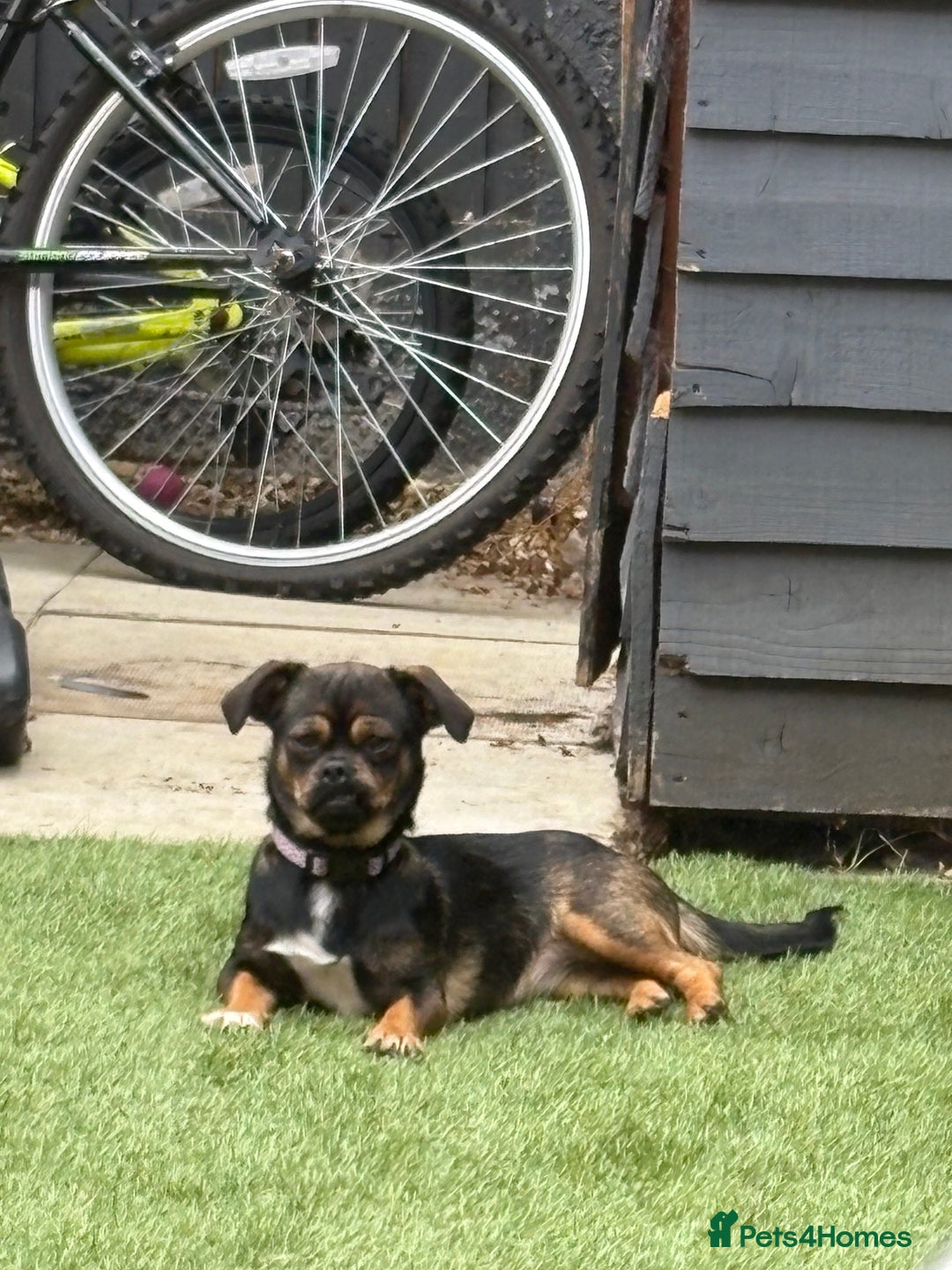 Mixed Breed dogs for sale: Dachshund cross Pekingese  - Image 3