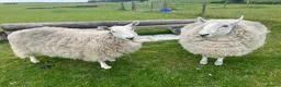 Sheep livestock for sale: 2 pet sheep in Dumfries - Advert 2