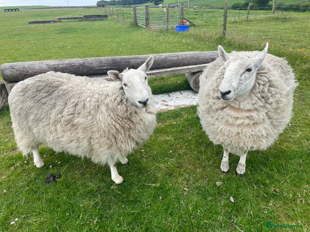 Sheep livestock for sale: 2 pet sheep in Dumfries - Advert 2