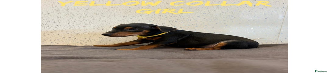 Lakeland Terrier yellow collar 