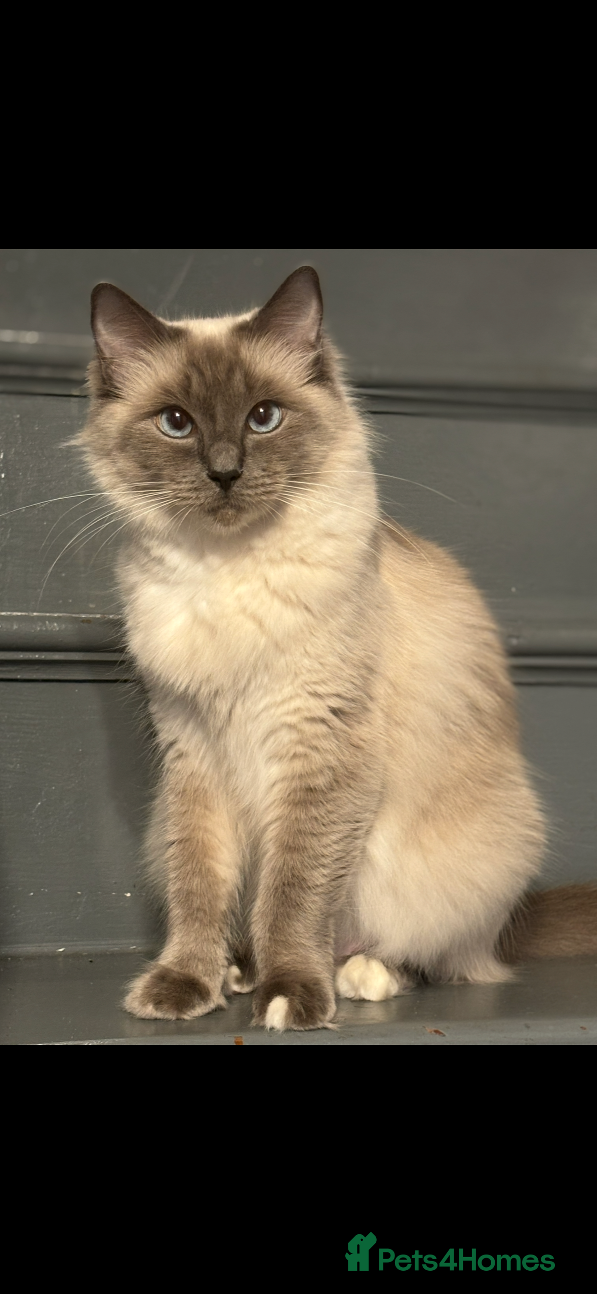 Ragdoll cats Pedigree ragdolls  - Advert 1