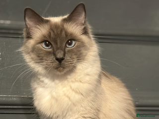 Ragdoll cats Pedigree ragdolls - Advert 5