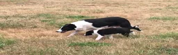 Border Collie dogs for sale: OUTSTANDING BORDER COLLIE MALE PUP CHAMPION LINES - Advert 8