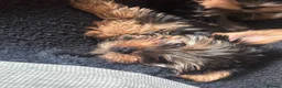 Yorkshire Terrier dogs for sale: Miniature yorkie 3 girls dad champion bloodline  - Advert 5