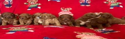 Cavapoo dogs for sale: 🐶 stunning F1B Cavapoos🐶 - Advert 14