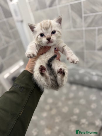 Ragdoll cats Female kitten available Snow Lynx White Girl Cat - Advert 3