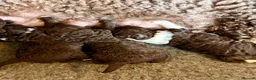 Spanish Water Dog dogs for sale: KC Spanish Water Dog Pups-Coastal Raised with ENS  - Advert 12