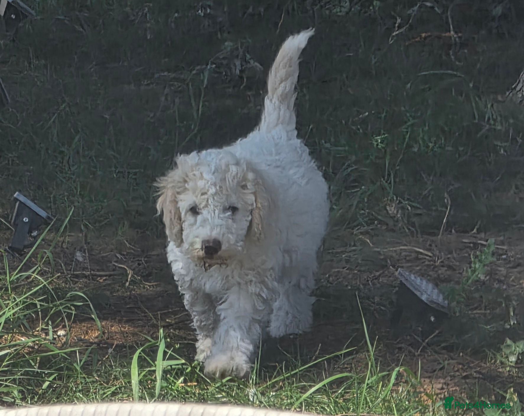 Cockapoo dogs 3 cockapoo Puppies Looking for Their Forever Homes - Advert 1