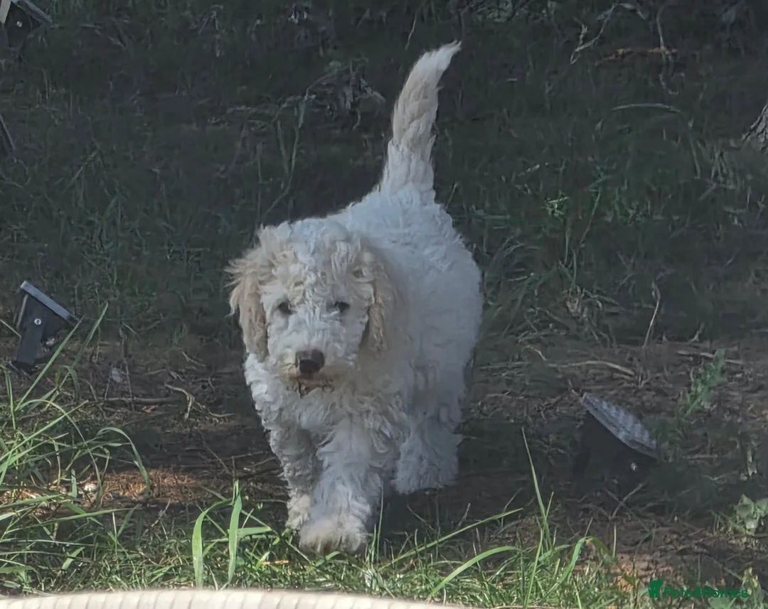 Cockapoo dogs for sale: 3 cockapoo Puppies Looking for Their Forever Homes - Advert 2