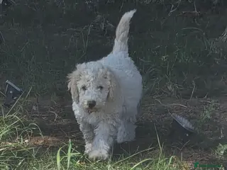 Cockapoo dogs 3 cockapoo Puppies Looking for Their Forever Homes - Advert 1