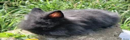 Lionhead rabbits for sale: Stunning DM lionhead baby rabbits - Advert 8