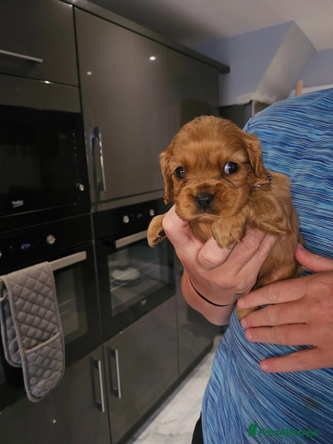 King Charles Spaniel dogs for sale: For Sale  - Advert 2