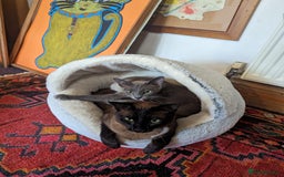 Burmese cats for sale: Exquisite Tonkdolls - Image 21