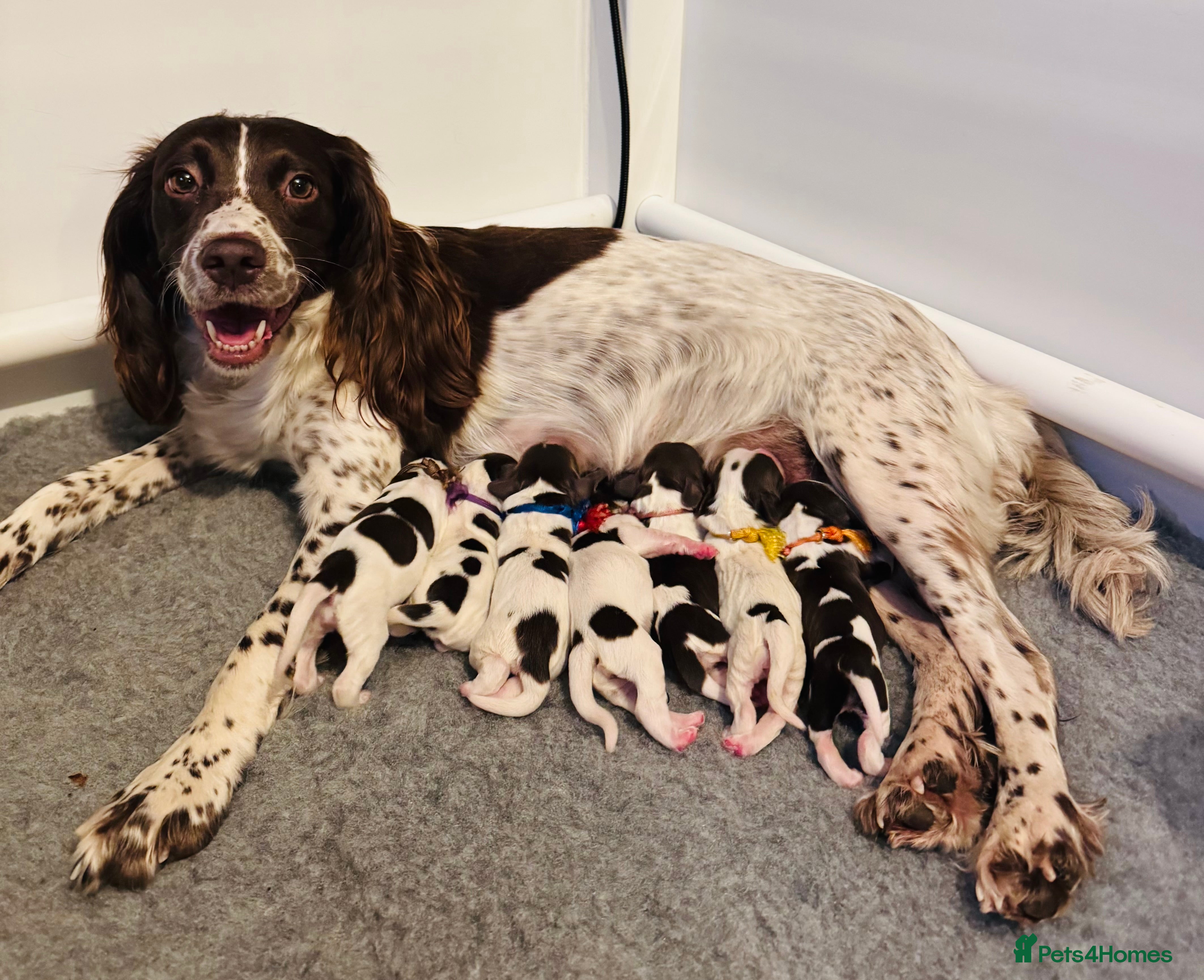 English Springer Spaniel dogs Adorable KC Registered Springer Spaniel Puppies - Advert 6