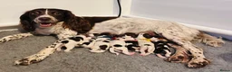 English Springer Spaniel dogs for sale: Adorable KC Registered Springer Spaniel Puppies - Advert 1