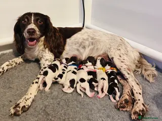 English Springer Spaniel dogs Adorable KC Registered Springer Spaniel Puppies - Advert 2