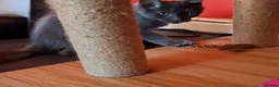 Maine Coon cats for sale: Active Maine Coon girl in Manchester - Advert 4