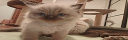 Ragdoll cats for sale: Beautiful Kittens for Sale - Advert 4