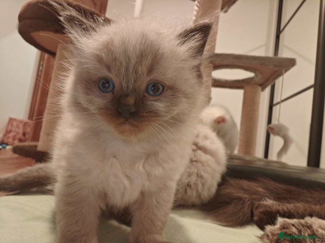 Ragdoll cats for sale: Beautiful Kittens for Sale - Advert 4