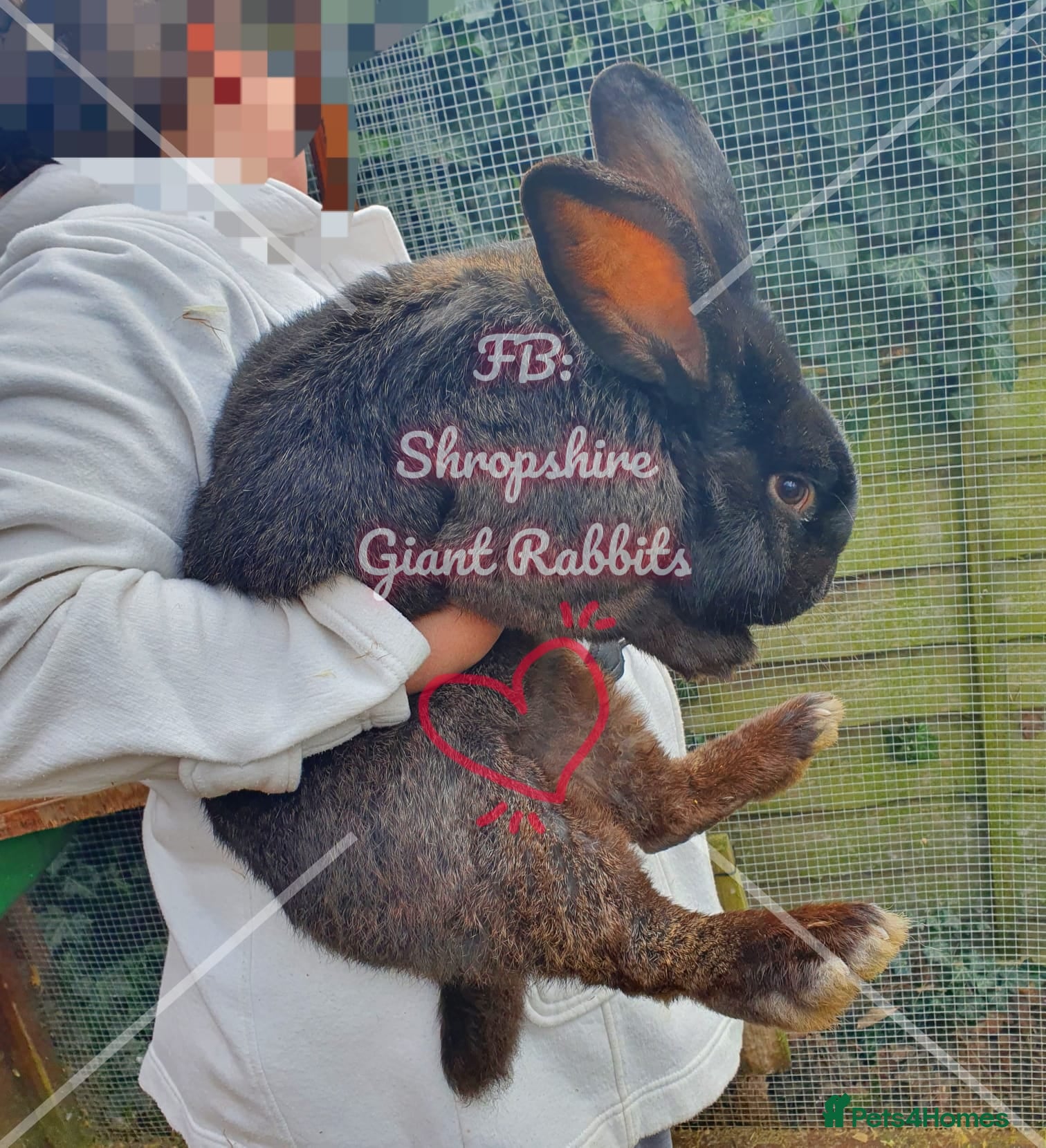 Continental Giant rabbits Beautiful Giant Continental Rabbits  - Advert 1