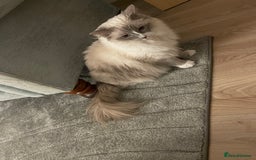 Ragdoll cats for sale: Female Ragdoll  - Image 13