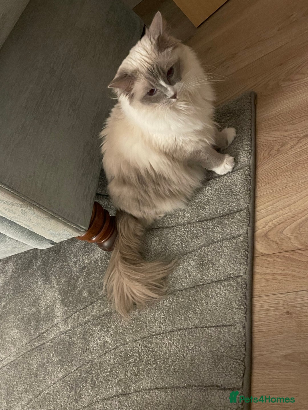 Ragdoll cats for sale: Female Ragdoll  - Image 13