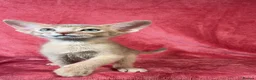 Abyssinian cats for sale: Beautiful GCCF Registered Abyssinian Kittens 💙❤️ - Advert 4