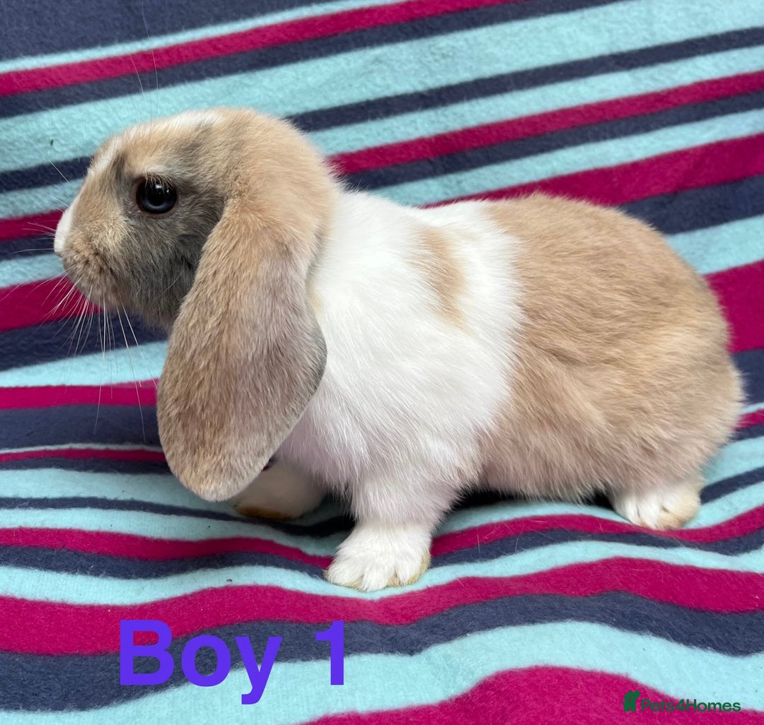 Mini Lop rabbits for sale: Adorable Baby mini loops  - Image 7