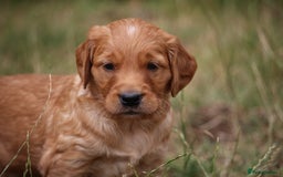 Golden Retriever dogs for sale: Dark Red Kc Registered Golden Retriever Puppies - Image 13