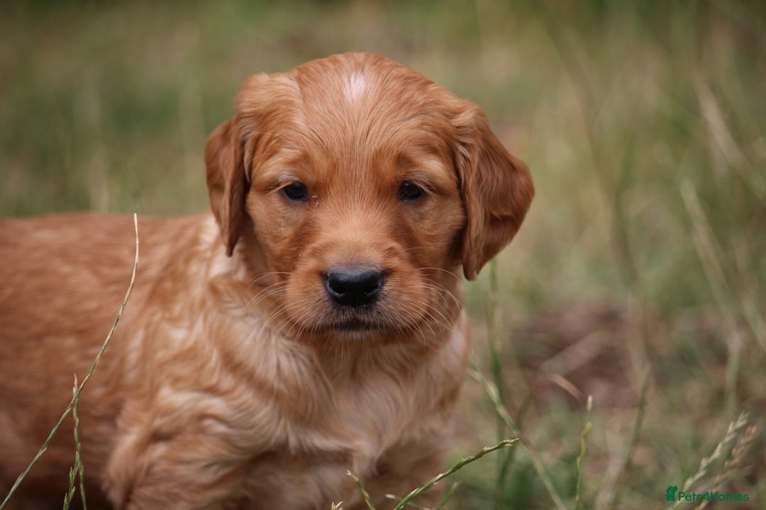 Golden Retriever dogs for sale: Dark Red Kc Registered Golden Retriever Puppies - Image 13