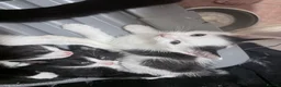 Mixed Breed cats for sale: 3 beautiful kittens  - Advert 19
