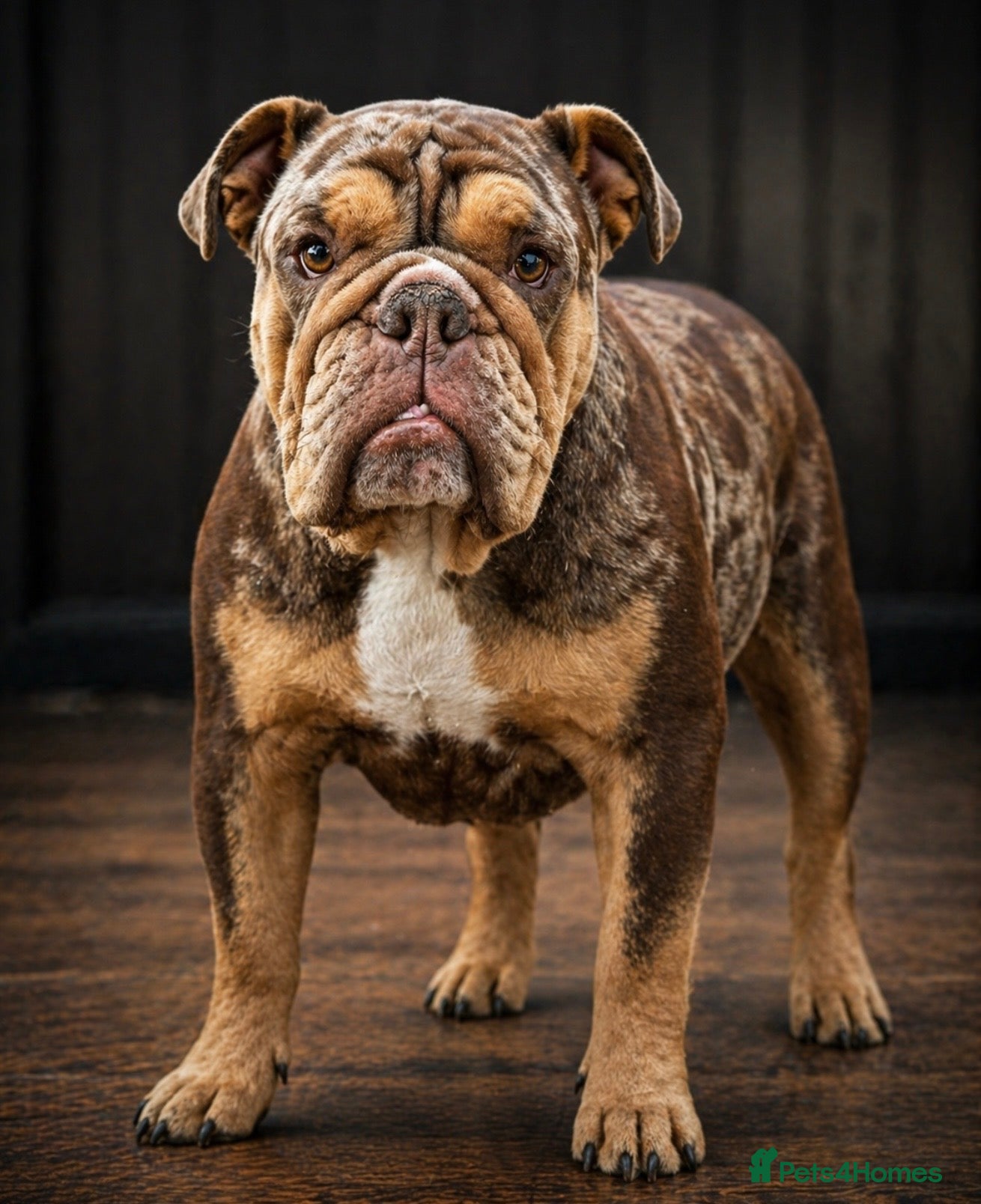 English Bulldog dogs KC Registered English Bulldogs - Advert 4