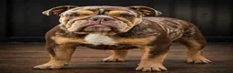 English Bulldog dogs for sale: KC Registered English Bulldogs in Liverpool - Advert 1