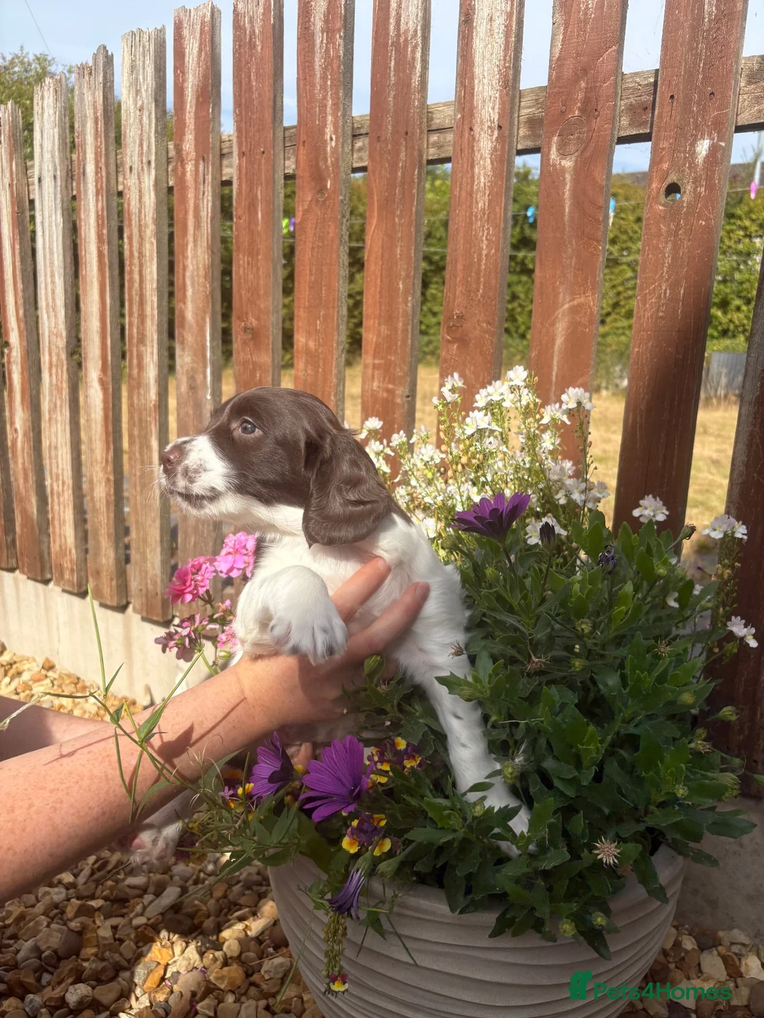 English Springer Spaniel dogs for sale: Outstanding KC Health Tested Springer Spaniel - Advert 2