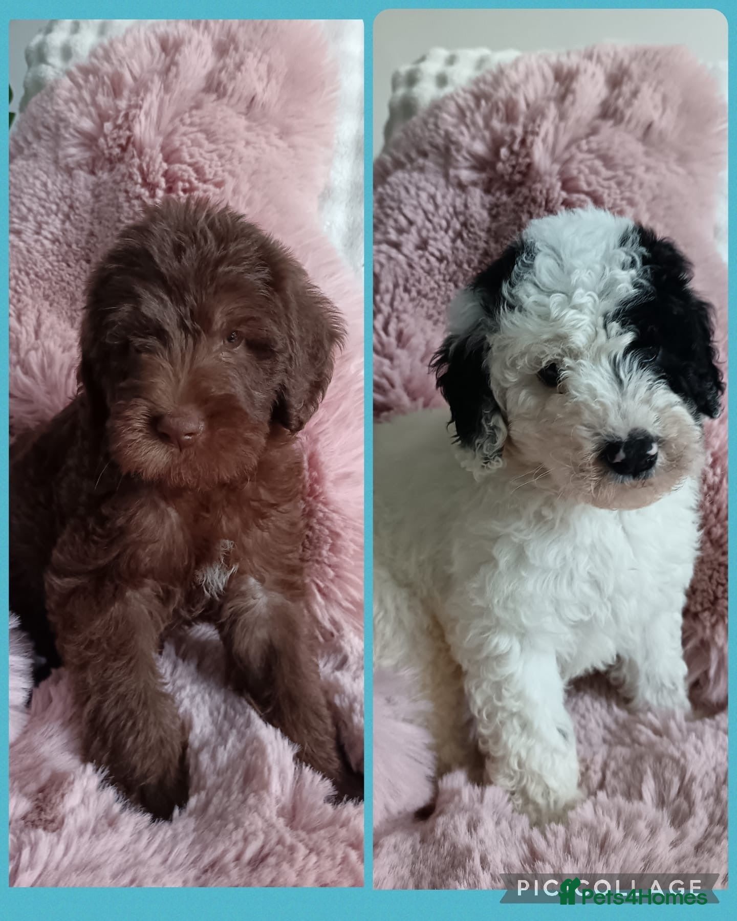 Australian Labradoodle dogs Australian labradoodle puppies  - Advert 2