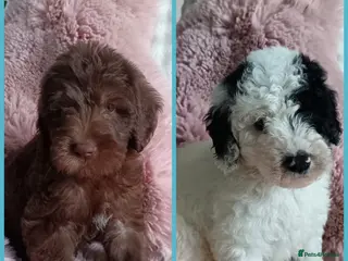 Australian Labradoodle dogs Australian labradoodle puppies - Advert 2