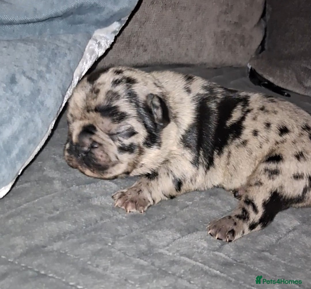 French Bulldog dogs for sale: 8 stunning french bulldogs - Advert 28