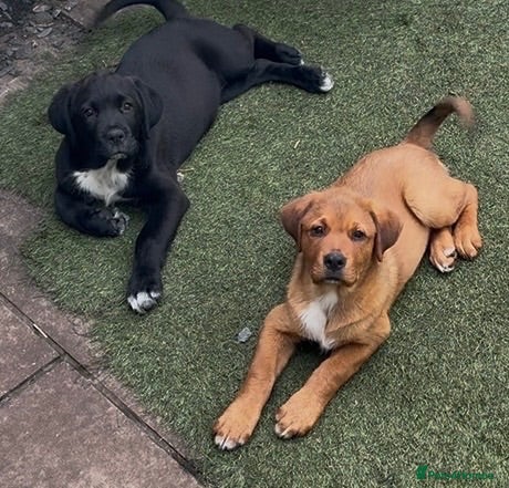 Mixed Breed dogs Central Asian Shepard x Rottweiler Puppies - Advert 2