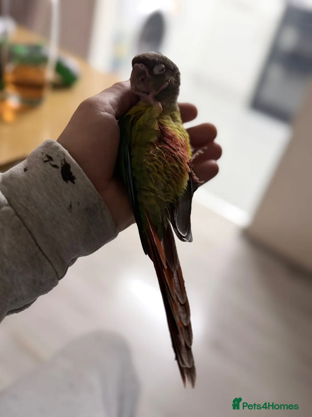 Conures birds for sale: Silly tame sun check conour  in Clacton-on-Sea - Advert 2